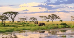 Serengeti, Ngorongoro et Tarangire Safari