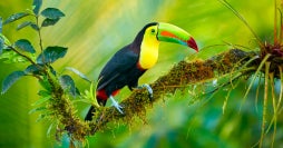 Costa Rica, l’expérience complète